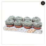 ECHEVERIA CURLY PEARL