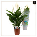 SPATHIPHYLLUM BINGO CUPIDO