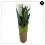 SPATHIPHYLLUM SWEET CHICO