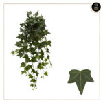 HEDERA HELIX PITTSBURGH