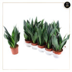SANSEVIERIA BLACK ROBUSTA