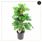 MONSTERA ADANSONII