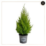 CUPRESSUS GOLDCREST WILMA