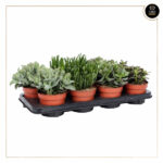 SUCULENTA MIX