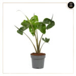 ALOCASIA MACRORRHIZA "STINGRAY"