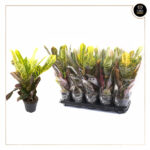 CODIAEUM PETRA