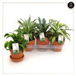 DRACAENA MIX