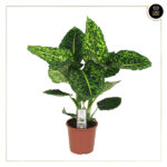 DIEFFENBACHIA REFLECTOR