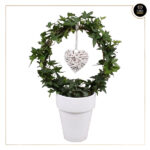 HEDERA HELIX C/ VASO