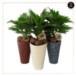 LIVISTONA ROTUNDIFOLIA