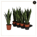 SANSEVIERIA BLACK CORAL