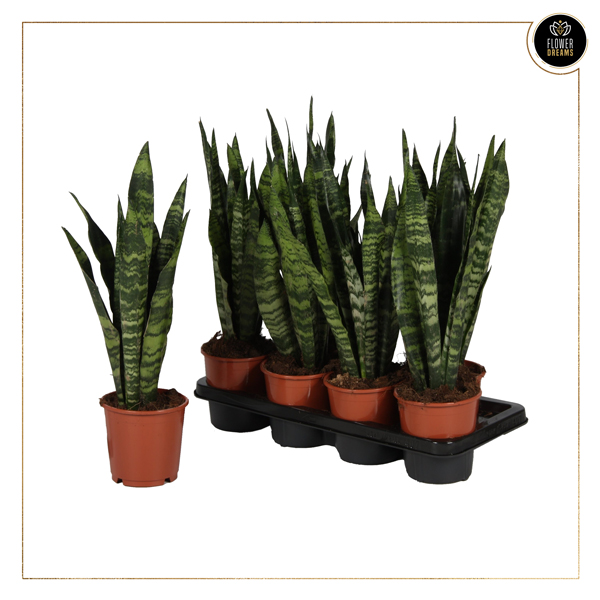 83424 SANSEVIERIA BLACK CORAL v12 SANSEVIERIA BLACK CORAL - Image 1