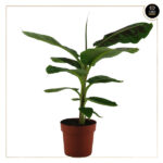 MUSA DWARF CAVENDISH