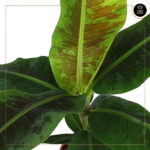 MUSA TROPICANA - Image 2