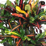 CODIAEUM MRS.ICETON - Image 2