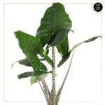 ALOCASIA ZEBRINA - Image 2