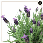 LAVANDULA - Image 2
