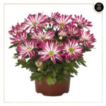 CHRYSANTHEMUM RAINBOW CAROUSEL