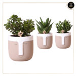SUCULENTA C/ VASO VIKING