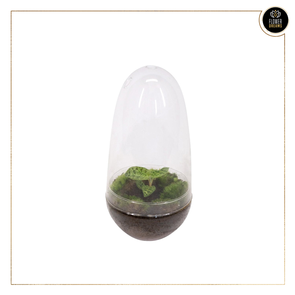 83930 TERRÁRIO MACODES PETOLA v14 TERRÁRIO MACODES PETOLA - Image 1