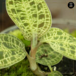 TERRÁRIO MACODES PETOLA - Image 2