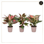 AGLAONEMA MIX