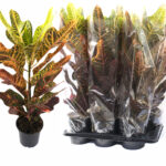 CODIAEUM EXCELLENT