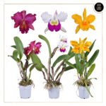 CATTLEYA