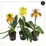 PAPHIOPEDILUM MAUDIAE