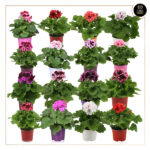 PELARGONIUM GRANDIFLORA