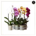 PHALAENOPSIS CASCADE