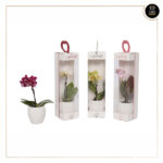 PHALAENOPSIS HEART BOX