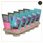 ORQUÍDEAS DE EXTERIOR PLEIONE