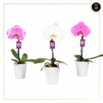 PHALAENOPSIS SINGOLO
