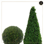 BUXUS SEMPERVIRENS