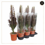 EUPHORBIA TRIGONA RUBRA