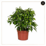 FICUS BENJAMINA GREEN KINKY