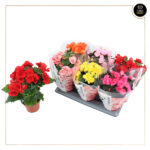 BEGONIA ELIATOR