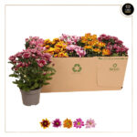 CHRYSANTHEMUM MIX
