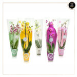 PHALAENOPSIS MORELIPS