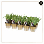 TULIPA RONALDO