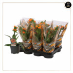 ORNITHOGALUM DUBIUM