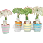 EUPHORBIA LACTEA CRISTATA C/ VASO