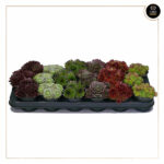 SEMPERVIVUM