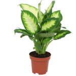 DIEFFENBACHIA CAMILLE