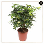SCHEFFLERA