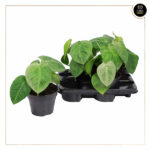 SYNGONIUM ICE FROST