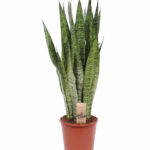 SANSEVIERIA ZEYLANICA