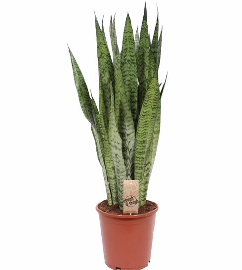 SANSEVIERIA ZEYLANICA v17 SANSEVIERIA ZEYLANICA - Image 1