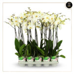 PHALAENOPSIS PROMISS